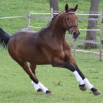 brauner galopp_1_1