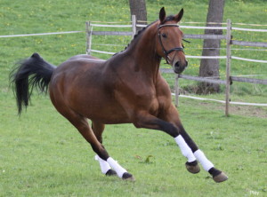 brauner galopp_1_1