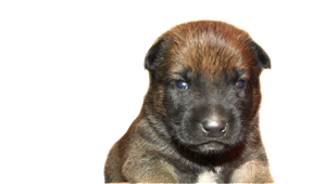 pley_hund_allgemein