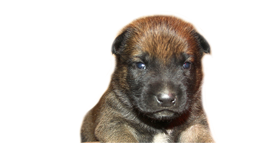 pley_hund_allgemein