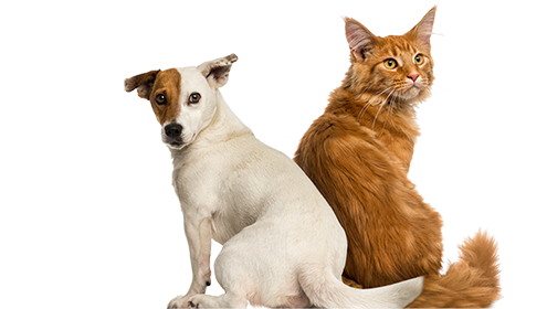 pley_hund_katze_diagnostik