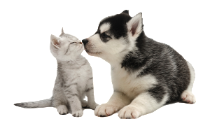 pley_hund_katze_ernaehrung