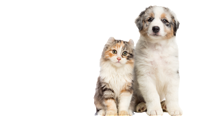 pley_hund_katze_homoeopathie