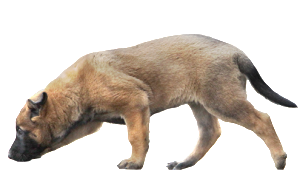 pley_hund_phytotherapie