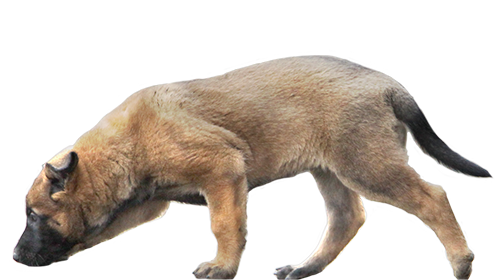 pley_hund_phytotherapie
