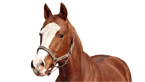 pley_pferd_home