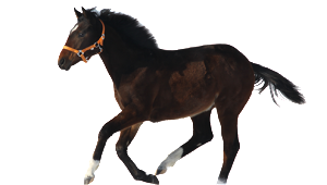 pley_pferd_physiotherapie